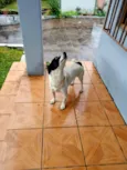 Doguinho