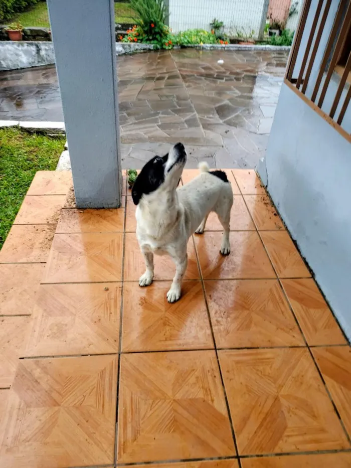 Cachorro raça SRD-ViraLata idade 4 anos nome Doguinho