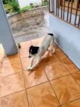 Doguinho