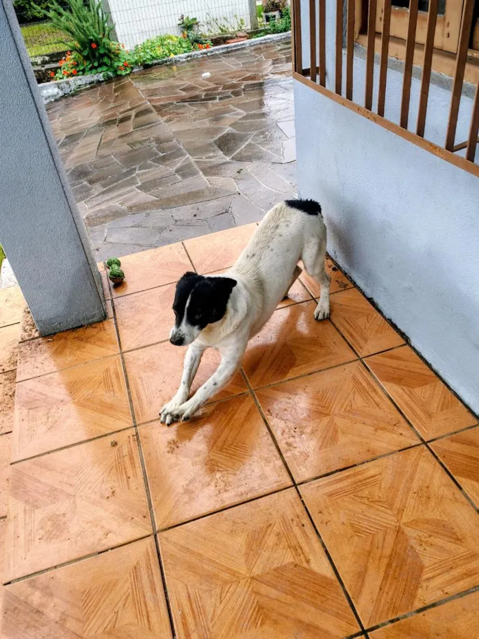 Cachorro raça SRD-ViraLata idade 4 anos nome Doguinho