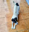 Doguinho