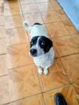 Doguinho
