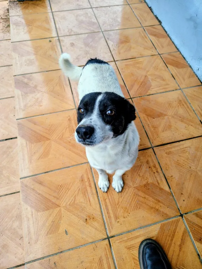 Cachorro raça SRD-ViraLata idade 4 anos nome Doguinho