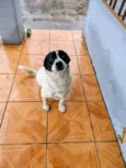 Doguinho