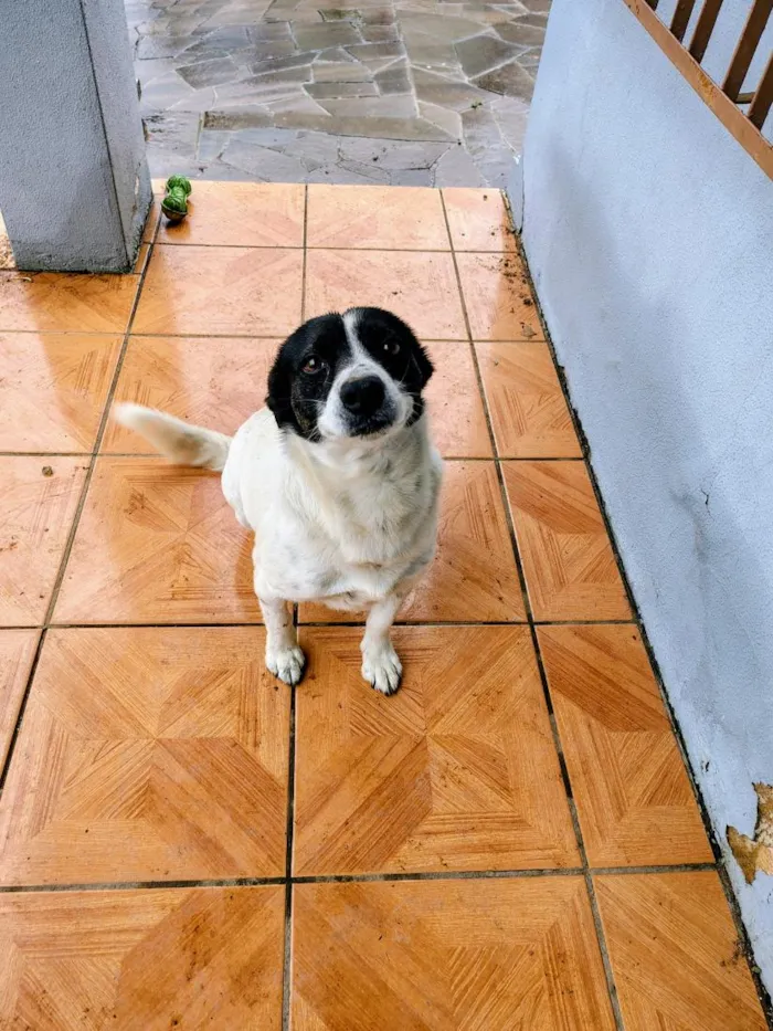 Cachorro raça SRD-ViraLata idade 4 anos nome Doguinho