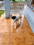 Doguinho