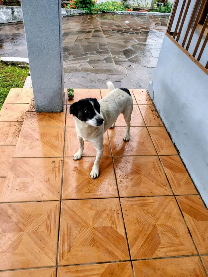 Cachorro raça SRD-ViraLata idade 4 anos nome Doguinho