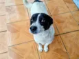 Doguinho