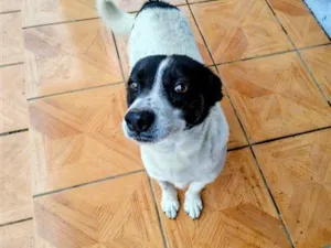 Cachorro raça SRD-ViraLata idade 4 anos nome Doguinho