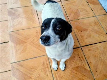 Cachorro raça SRD-ViraLata idade 4 anos nome Doguinho