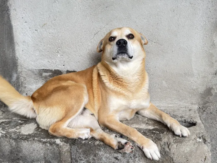 Cachorro raça SRD-ViraLata idade 6 ou mais anos nome Bug