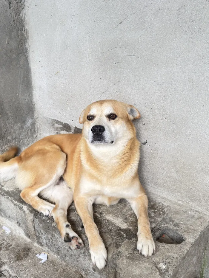 Cachorro raça SRD-ViraLata idade 6 ou mais anos nome Bug