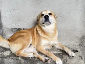 Cachorro raça SRD-ViraLata idade 6 ou mais anos nome Bug