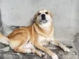 Bug