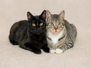 Gato raça SRD-ViraLata idade 2 anos nome Pretinha e Cristal 