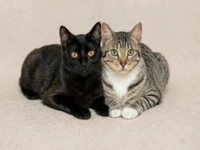 Gato raça SRD-ViraLata idade 2 anos nome Pretinha(1ano) e Cristal(2anos)