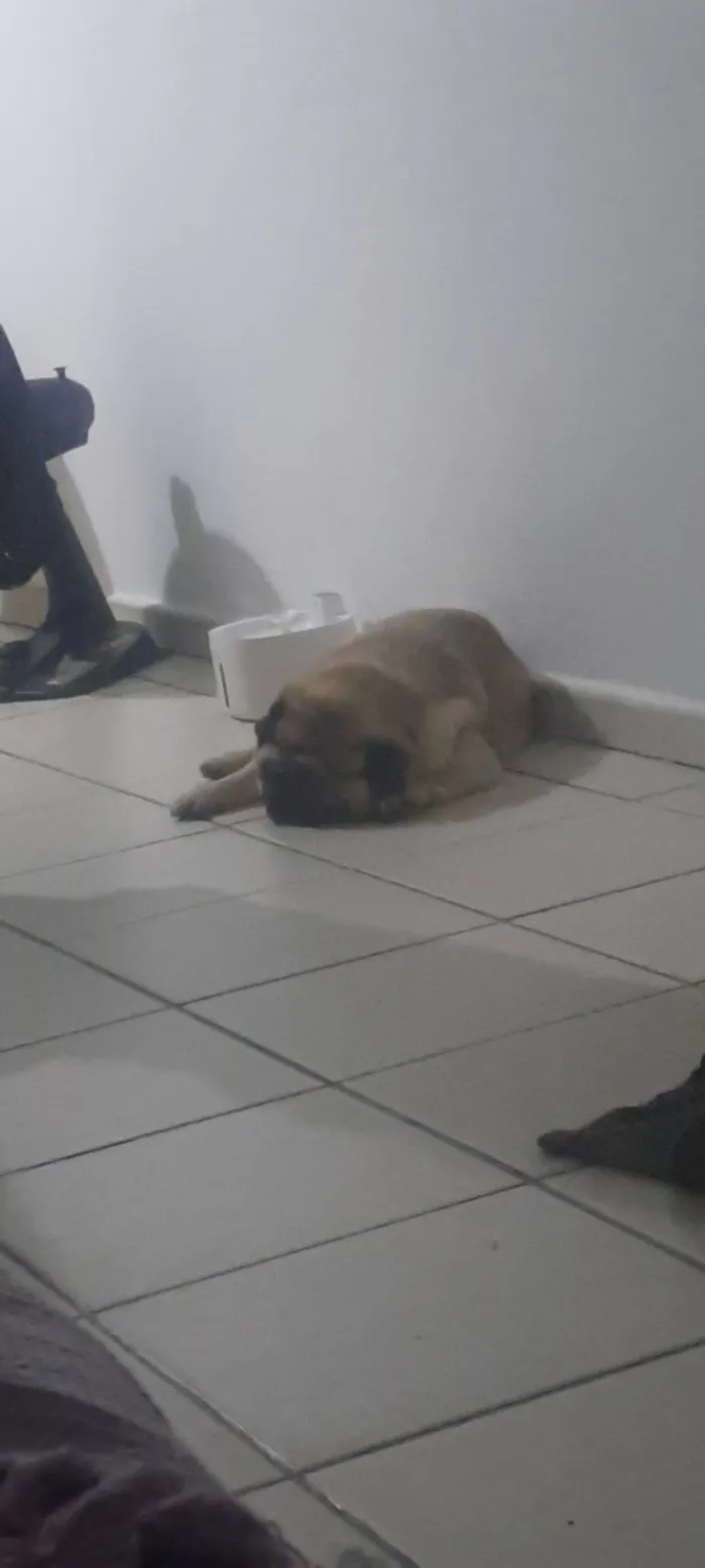 Cachorro raça Rottweiler idade 1 ano nome Valentim