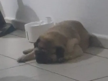Cachorro raça Rottweiler idade 1 ano nome Valentim
