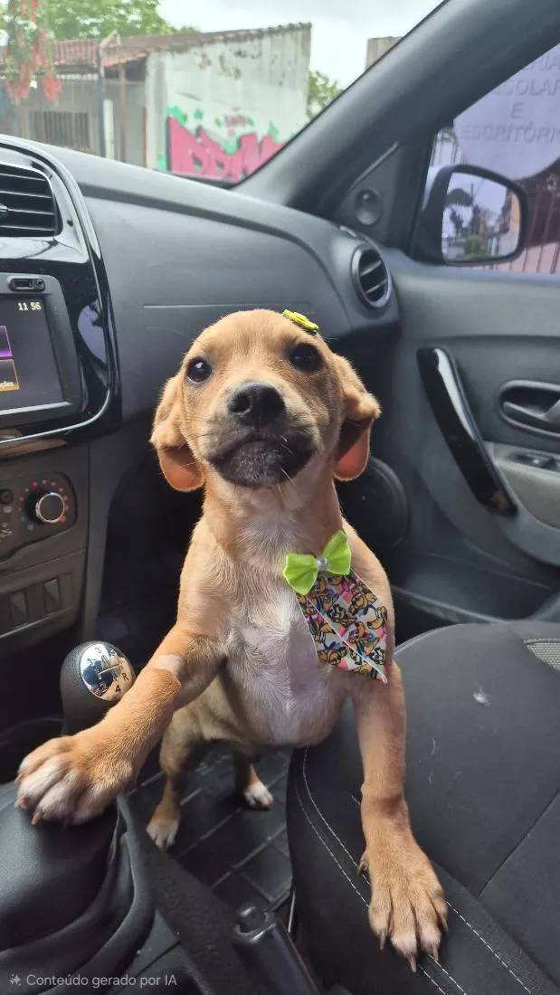 Cachorro raça SRD-ViraLata idade 2 a 6 meses nome Théo 