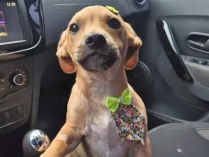Cachorro raça SRD-ViraLata idade 2 a 6 meses nome Théo 