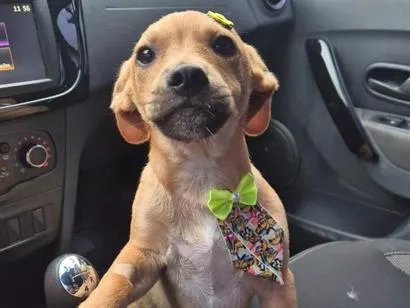 Cachorro raça SRD-ViraLata idade 2 a 6 meses nome Théo 
