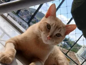 Gato raça SRD-ViraLata idade 7 a 11 meses nome Gulino 