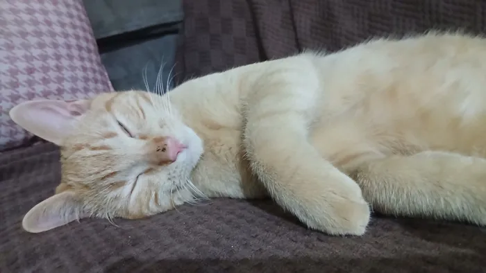 Gato raça SRD-ViraLata idade 7 a 11 meses nome Gulino 