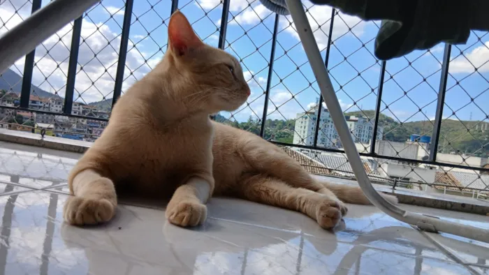 Gato raça SRD-ViraLata idade 7 a 11 meses nome Gulino 