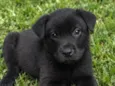 Teddy