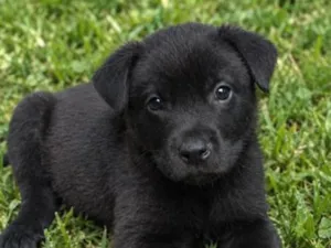 Cachorro raça SRD-ViraLata idade 2 a 6 meses nome Teddy