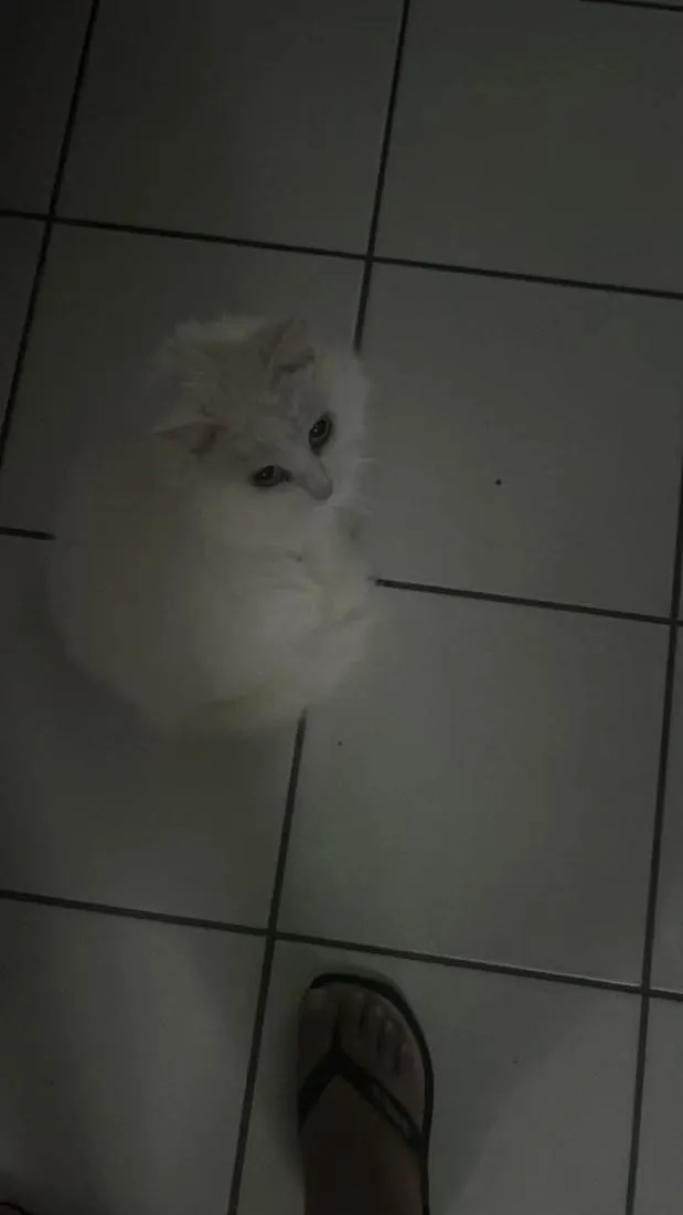 Gato raça Angorá idade 5 anos nome Isabella Morais de lyra