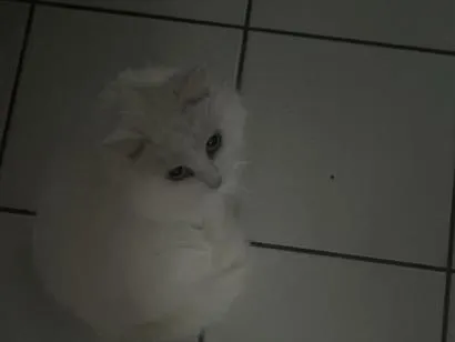Gato raça Angorá idade 5 anos nome Isabella Morais de lyra