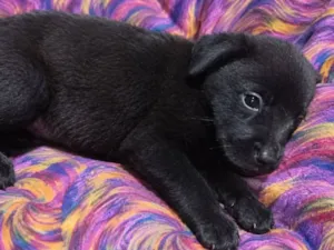 Cachorro raça SRD-ViraLata idade 2 a 6 meses nome July