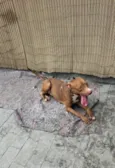 Apolo