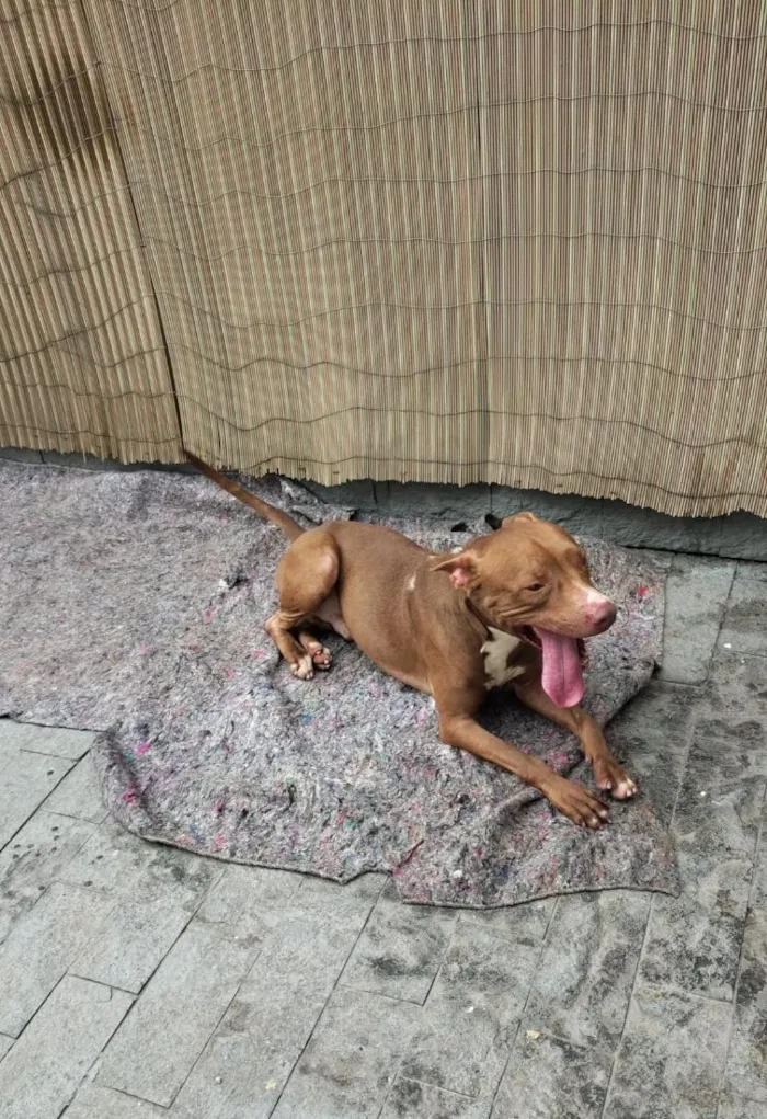 Cachorro raça SRD-ViraLata idade 3 anos nome Apolo