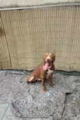 Apolo