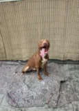 Apolo