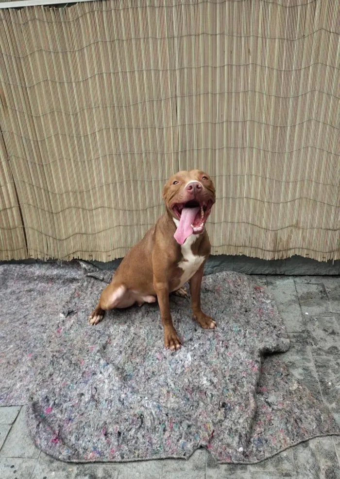 Cachorro raça SRD-ViraLata idade 3 anos nome Apolo