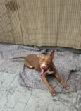 Apolo