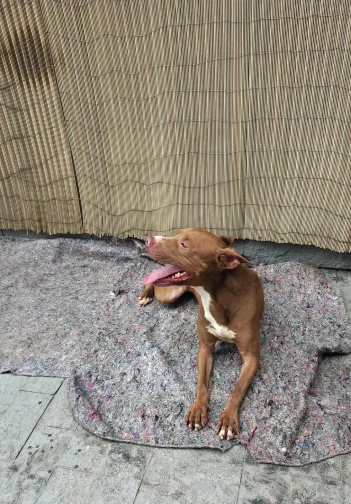 Cachorro raça SRD-ViraLata idade 3 anos nome Apolo