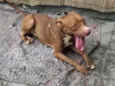 Apolo
