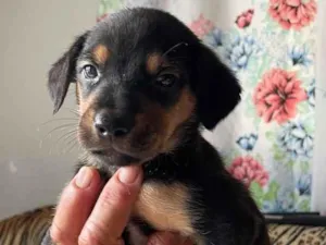 Cachorro raça SRD-ViraLata idade Abaixo de 2 meses nome Ainda sem nome 