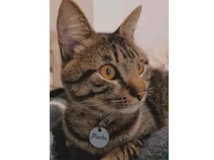 Gato raça SRD-ViraLata idade 1 ano nome Itachi