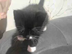 Gato raça SRD-ViraLata idade 2 a 6 meses nome Aurora 