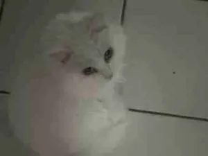 Gato raça Angorá idade 5 anos nome Isabella Morais de lyra