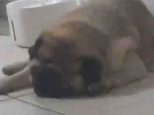 Cachorro raça Rottweiler idade 1 ano nome Valentim