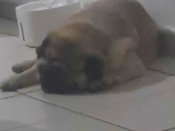 Cachorro raça Rottweiler idade 1 ano nome Valentim