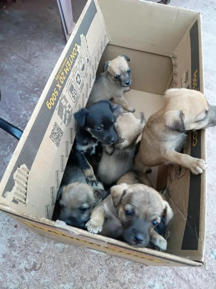 Cachorro raça SRD-ViraLata idade 2 a 6 meses nome 7 filhotes 