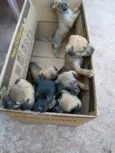 7 filhotes 