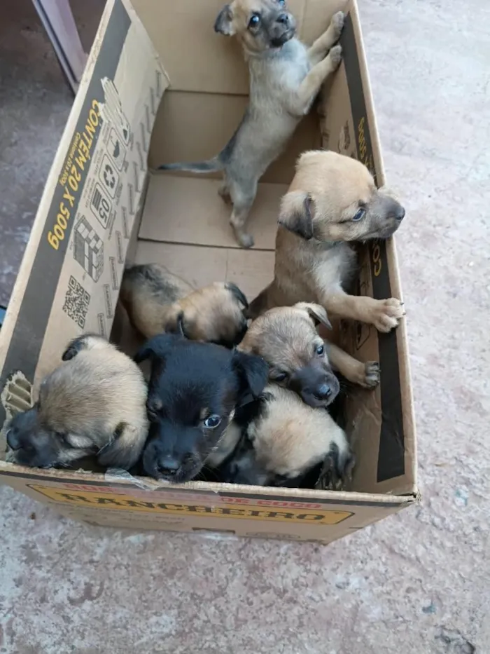 Cachorro raça SRD-ViraLata idade 2 a 6 meses nome 7 filhotes 